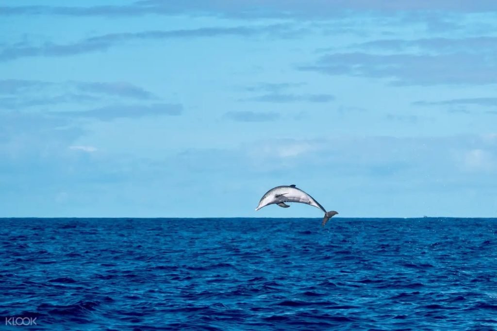 Dophin Tour Goa