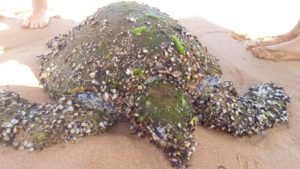 barnacles on turtle