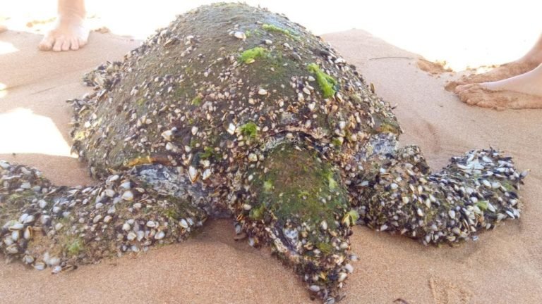 Barnacles On Whales: Worlds Naughtiest Hitchhiker Parasite